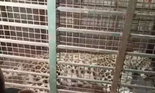 Guwahati: Straying leopards trigger call for coexistence and biodiversity preservation