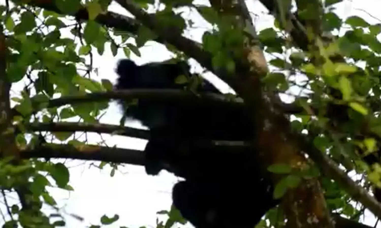 Assam: Bear creates panic in Namdang