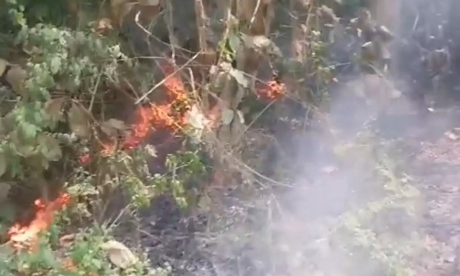 Mariani: Fire engulfs forest area in Assam-Nagaland border