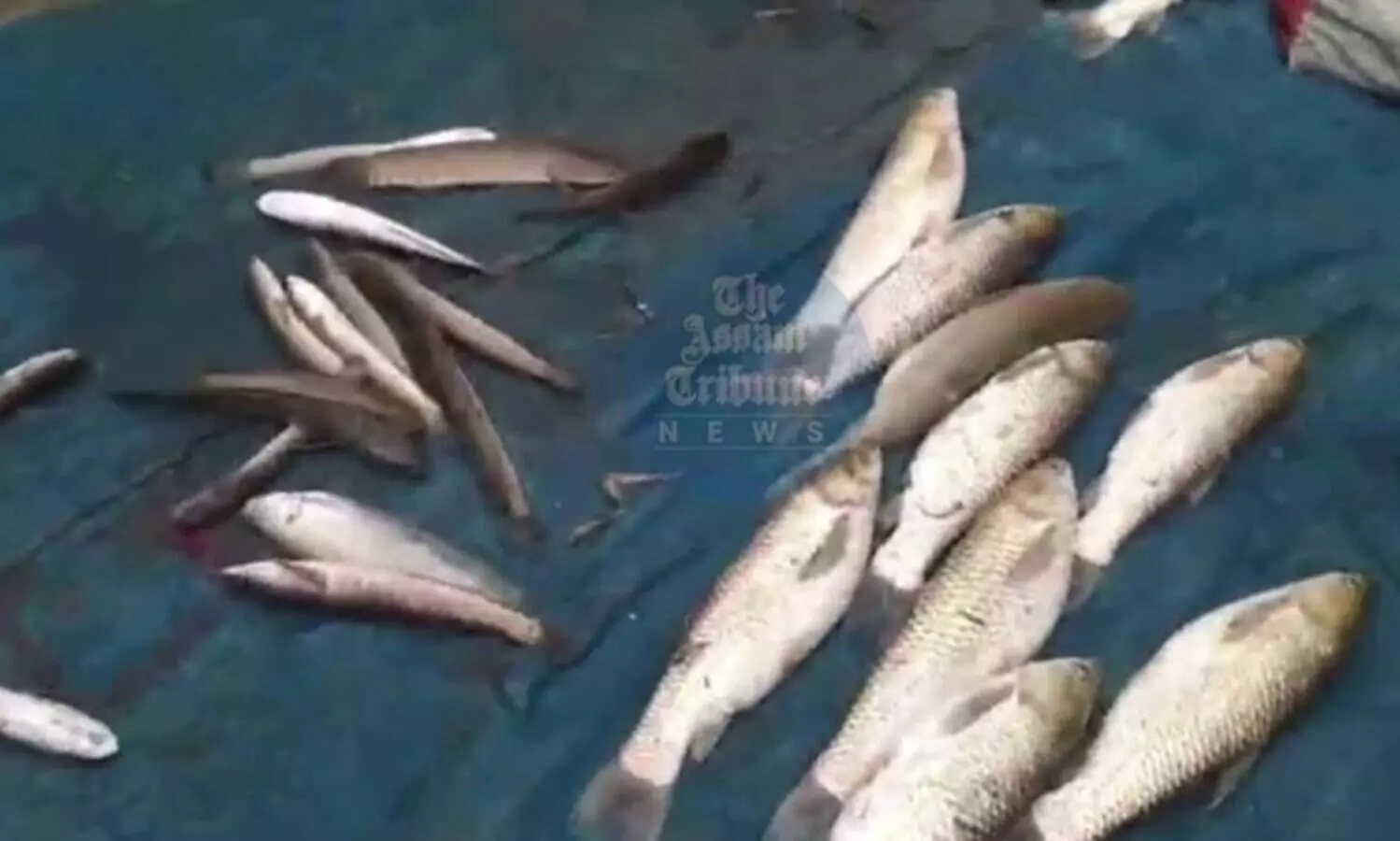 Fish worth lakhs poisoned in Assams Bongaigaon