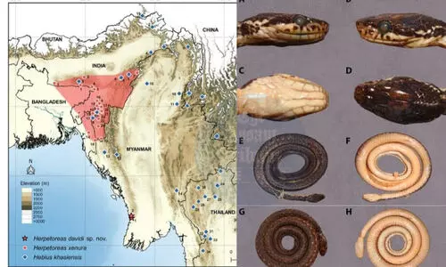 Team led by Mizo herpetologist discovers new species of snake in Myanmar