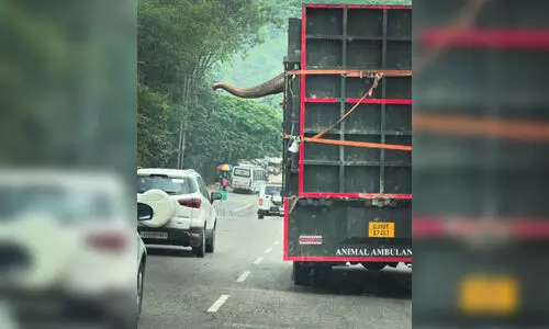 Mother elephant being shipped to Ambani zoo in Gujarat critically ill, claims PETA