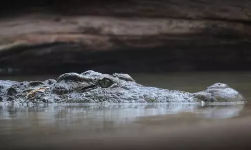 Woman throws son into crocodile infested canal after argument with husband