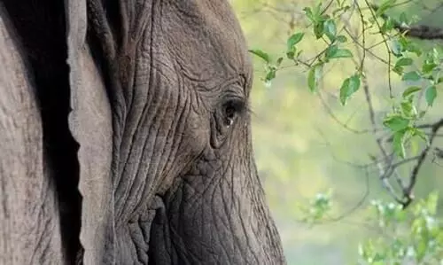 Ailing elephant and calf kept in Tripura sent to Vantara for medical aid