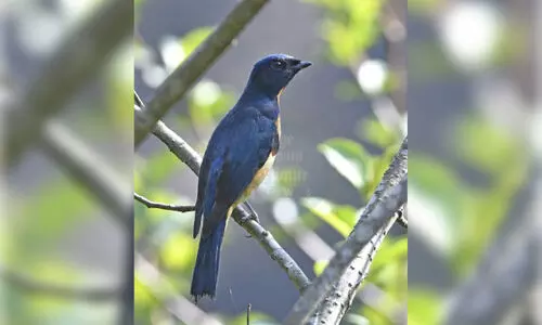 New bird species documented in Meghalaya
