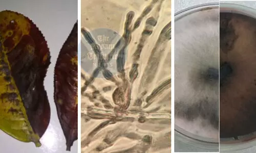 Assam University scientists discover new disease in tea leaves