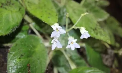 New plant species found in Arunachal Pradesh