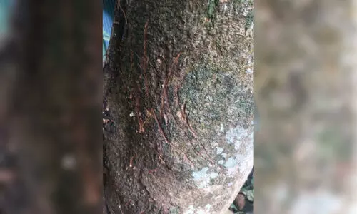 Escaped Bear still alive, confirms Aizawl Zoo