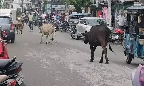 Pathsala residents seek respite from stray cattle menace