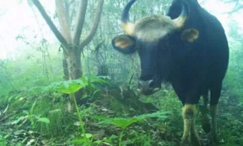 Sikkim: Indian Bison makes rare appearance in Arigaon Village