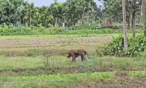 Assam: Two injured in tiger attack in Nagaon
