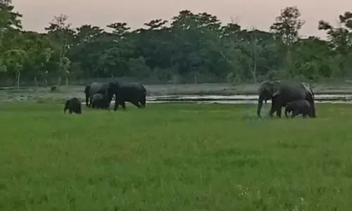 Fear & destruction grip West Karbi Anglong as wild elephants ravage villages