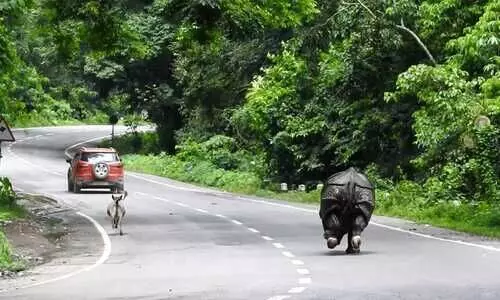 Activist moves UNESCO against Kaziranga elevated corridor, cites threat to wildlife