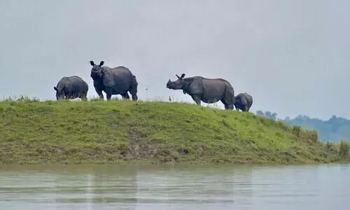 Genetic verification of Assam’s rhino horns underway at Kazirangas Kohora