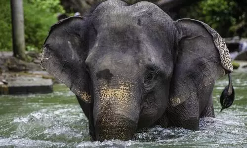 Guwahati: Man trampled to death by elephant in Deepor Beel