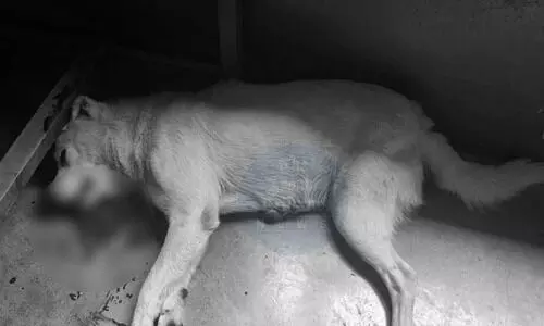 Sikkim: Brutal killing of stray dog sparks public outrage in Gangtok