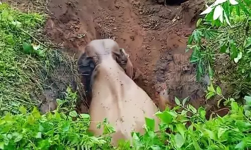 Wild elephant rescued from pit in Kachugaon Forest Division