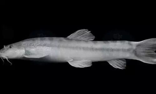 New fish species discovered in Meghalaya