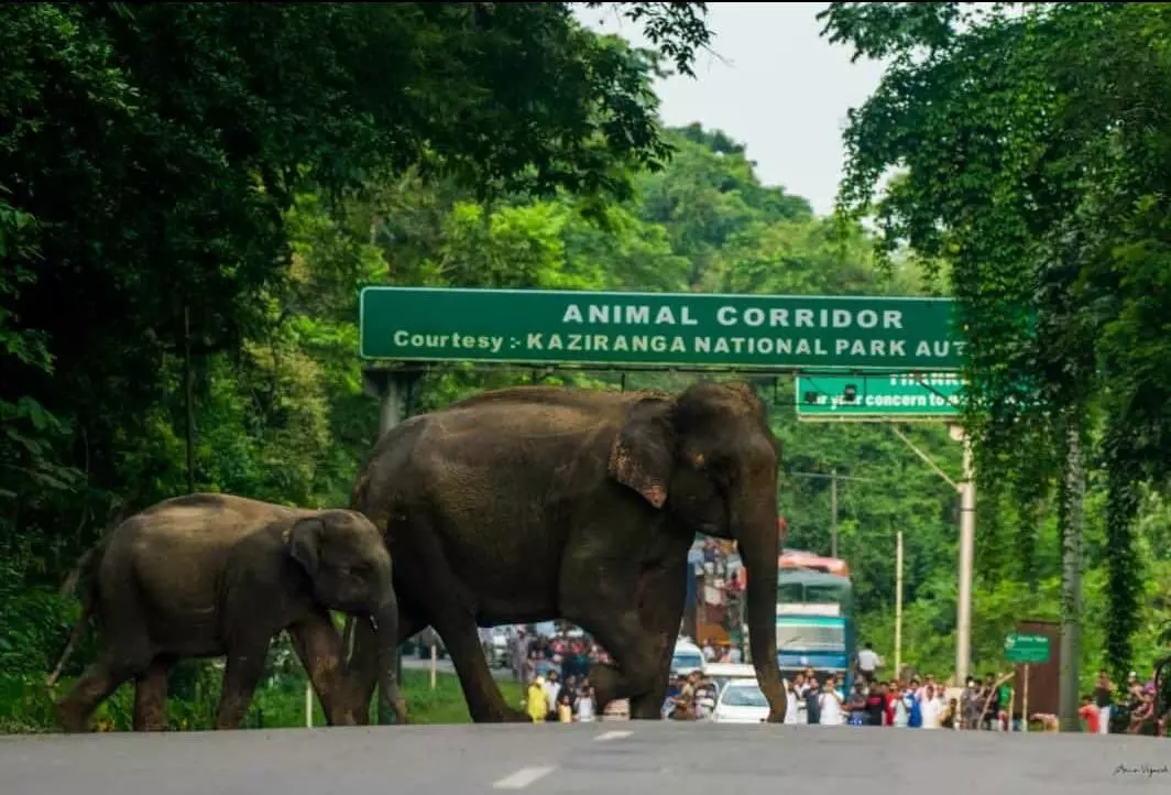 Kazirangas 35 km elevated corridor to ensure safe passage for wildlife