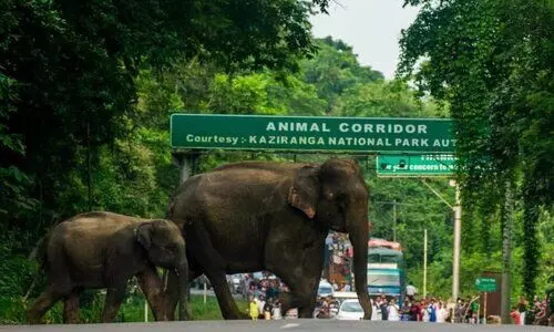Kazirangas 35 km elevated corridor to ensure safe passage for wildlife