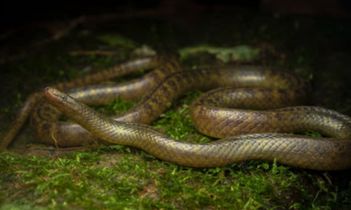 New snake species discovered in Mizoram; scientist names it after state