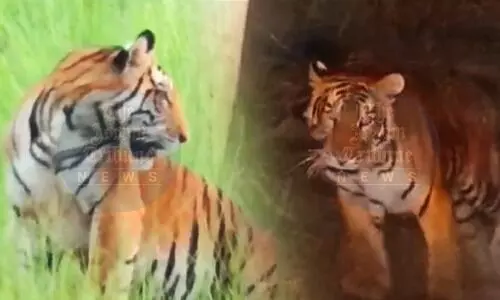 Fear grips Kaliabor as tigers kill 40 animals; forest officials install traps for capture