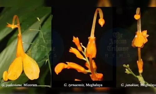 Three new ‘Dancing Girls’ ginger species discovered in Meghalaya, Mizoram