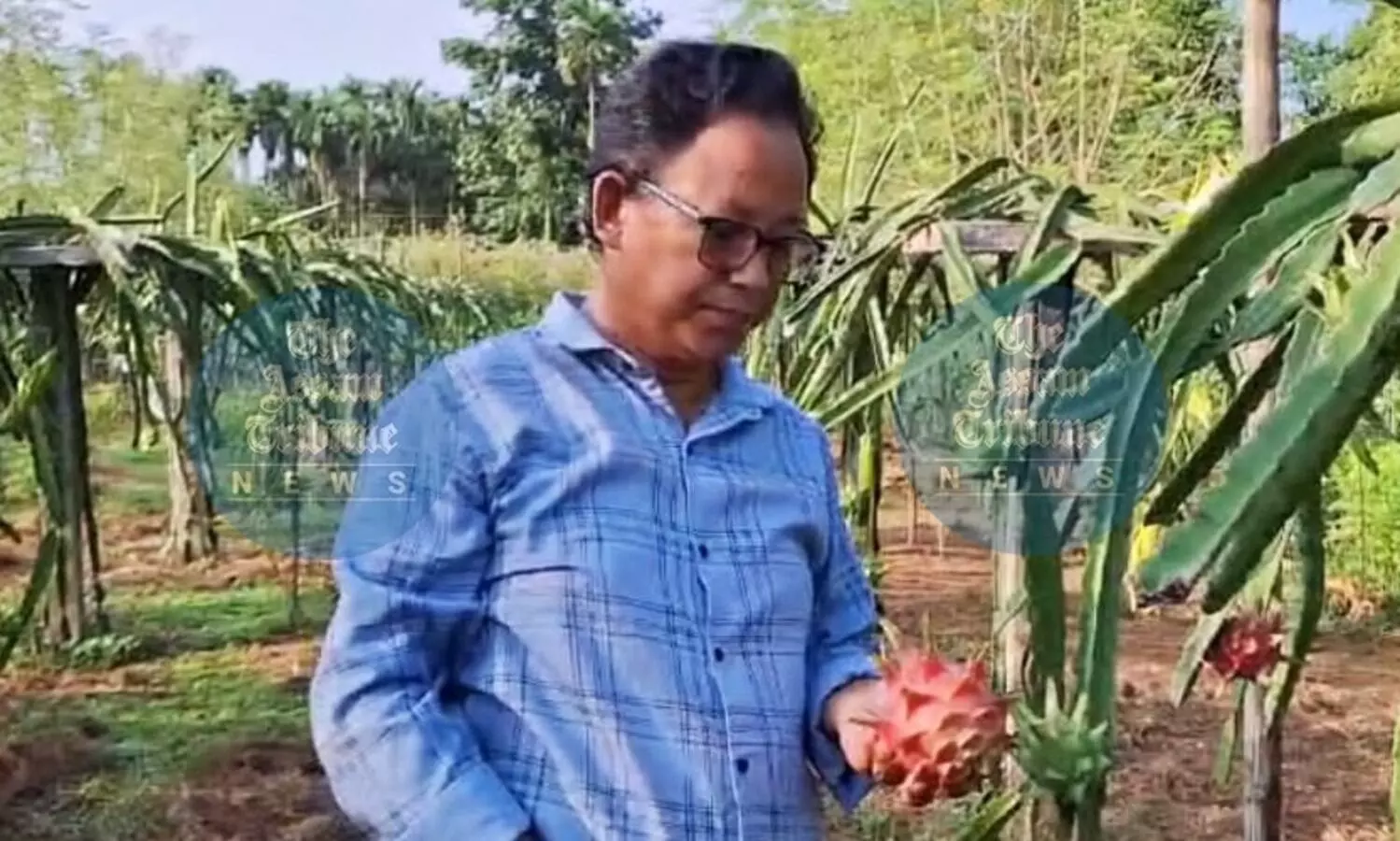 Assam man turns backyard into dragon fruit haven