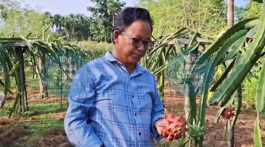 Assam man turns backyard into dragon fruit haven Assam man turns backyard into dragon fruit haven