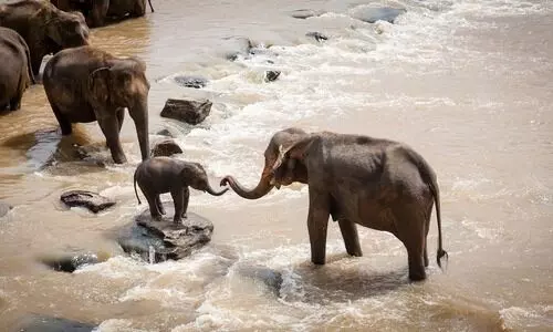 Kerala HC bans elephant transfers amidst allegations of illegal imports from Northeast