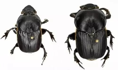Researcher discovers rare dung beetle species in Meghalaya during personal trip