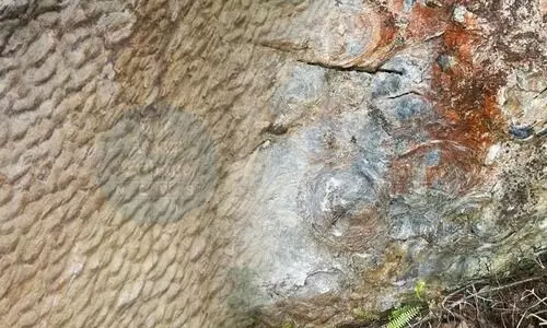 1.5-Billion-year-old fossil discovered in Sikkim; CM unveils ambitious plans for Fossil Park