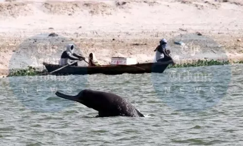 Indias Project Dolphin conducts 1st population survey of riverine dolphins