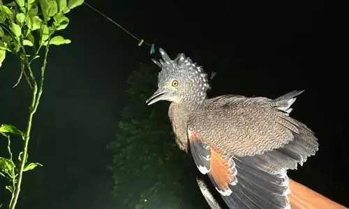 Community awareness restores Jatinga’s birdlife; rare Tiger bitterns sighted after 9 yrs