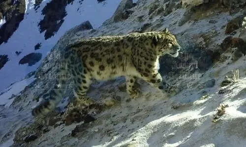 First scientific survey finds 36 elusive snow leopards in Arunachal