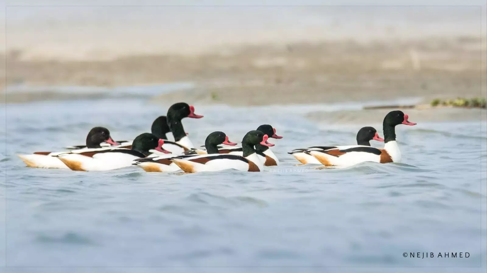 Common Merganser/Credit: Nejib Ahmed