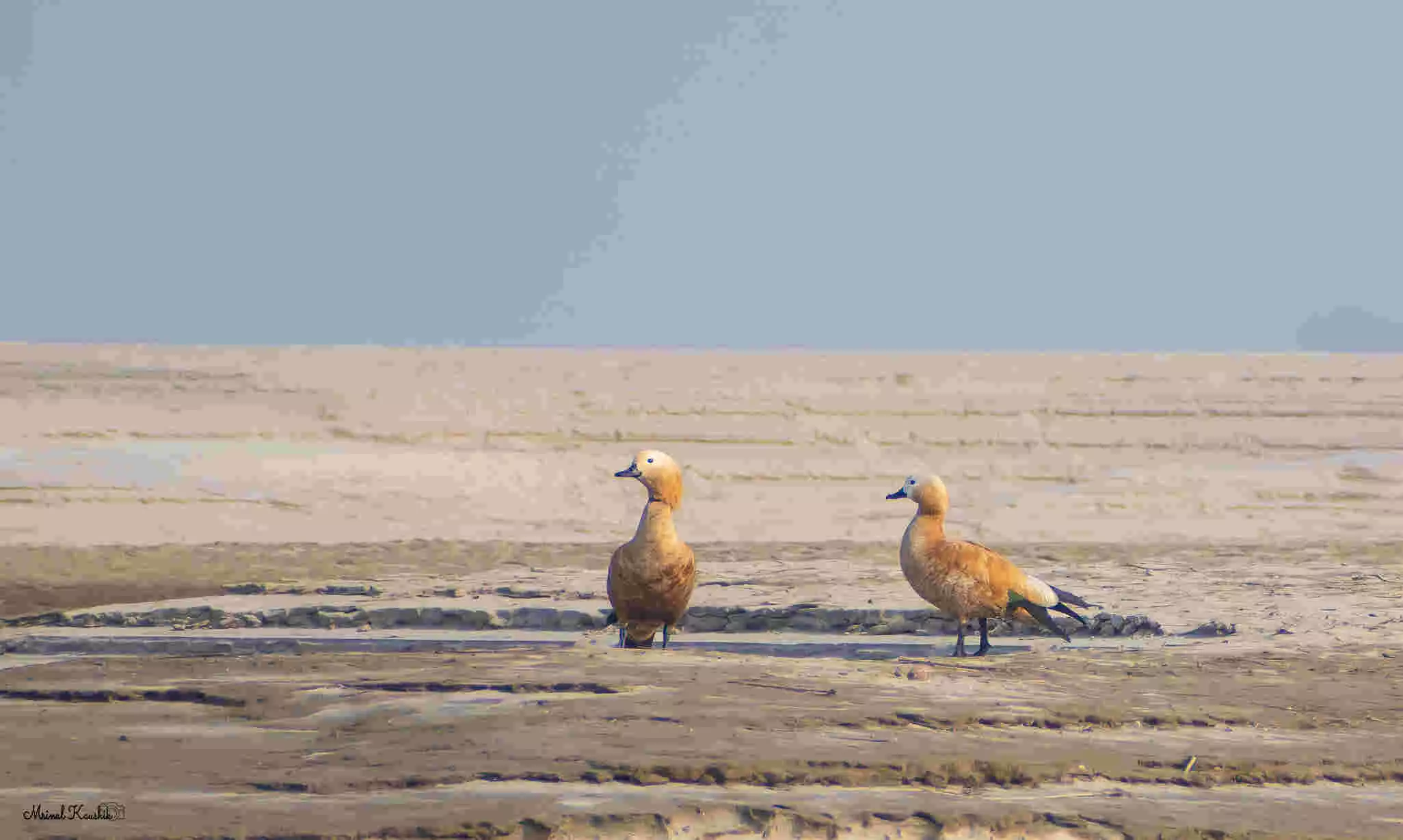 Ruddy Shelduck/ Credits: Mrinal Kaushik