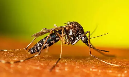 Potable water scarcity in Kamrup (M) leads to surge in dengue cases: Health Dept