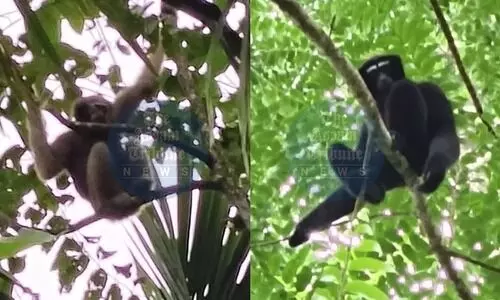 Environmentalist spots Hoolock Gibbon at Kachijan in Kakopathar