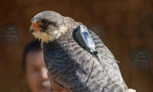 Manipur forest dept to radio-tag 2 Amur falcons to study routes & environmental patterns