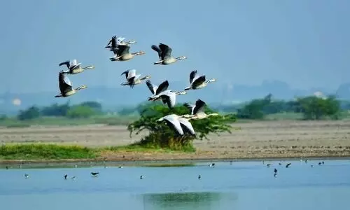 Fewer migratory birds recorded in Kamrup this year: Conservationist