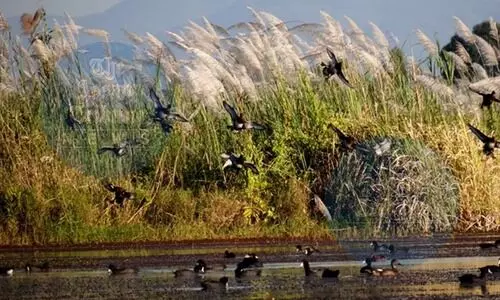 20 waterfowl species found in Manipur’s Keibul Lamjao floating national park