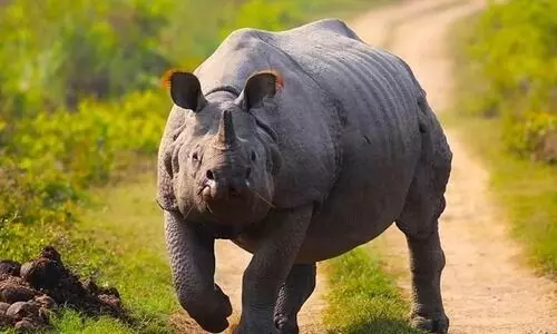 Assam: 4 rhino poachers arrested in Darrang; arms, ammunition recovered