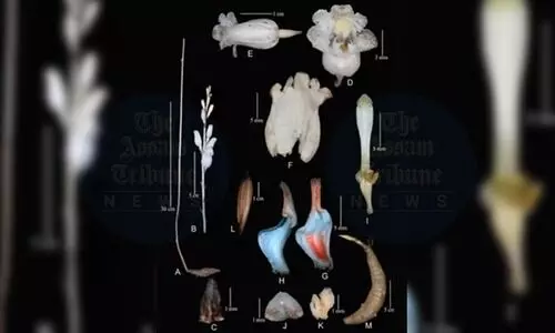 Endangered species of Orchid found in Arunachal