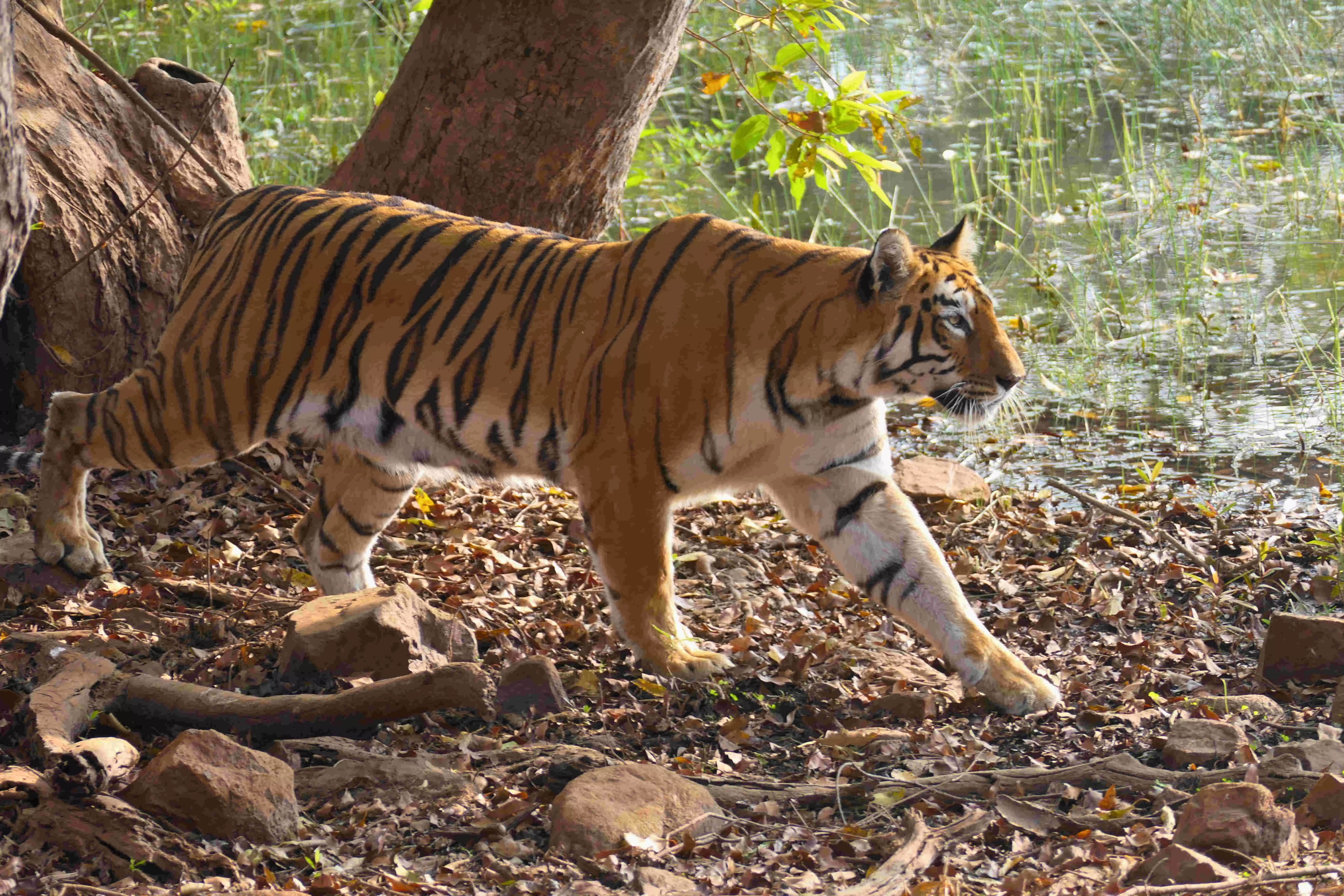 Royal Bengal Tiger_Credit- Bibhuti Prasad Lahkar