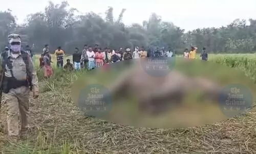 Elephants on the edge: Why are Assam’s wild jumbos dying?