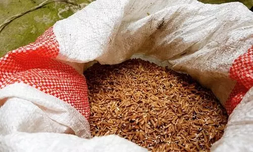 Centre buys paddy worth Rs 27,995 crore in Punjab, 6.8 lakh farmers benefit