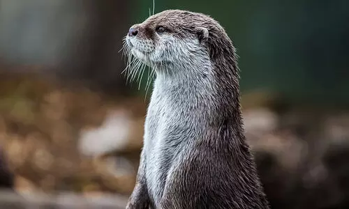 Rare species of smooth coated otter identified at Vaigai river’s origin in TN