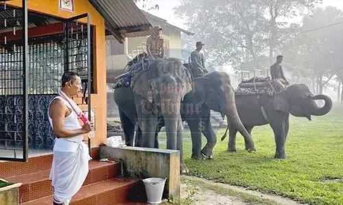 Elephant Safari resumes at Pobitora Wildlife Sanctuary for tourists