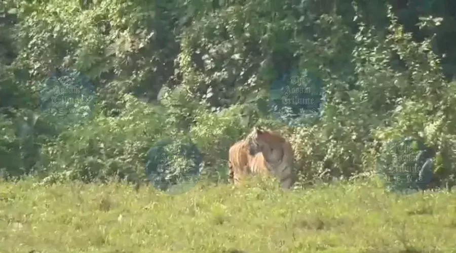 Tiger terror grips Assam: Curfew imposed in Kaliabor; one dead in Darrang
